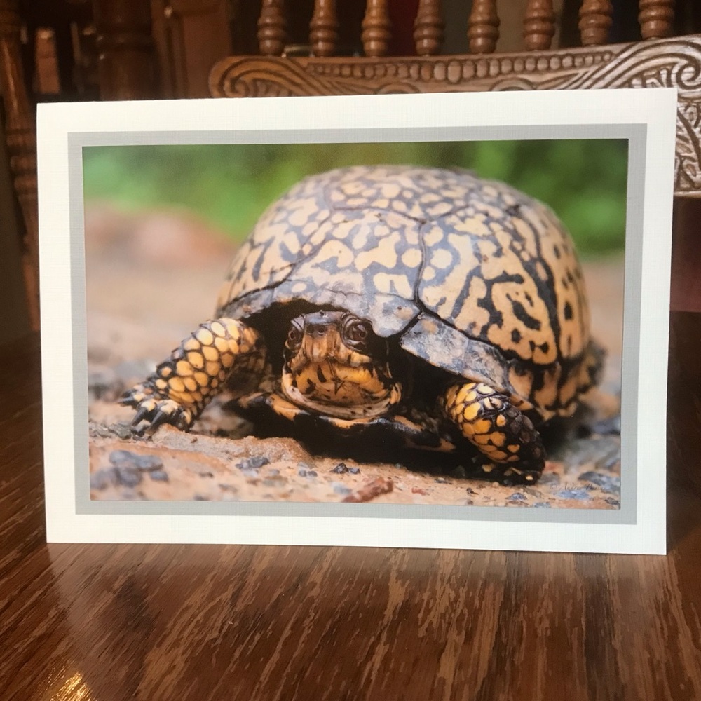 🐢 Blank Notecards (set of 2)